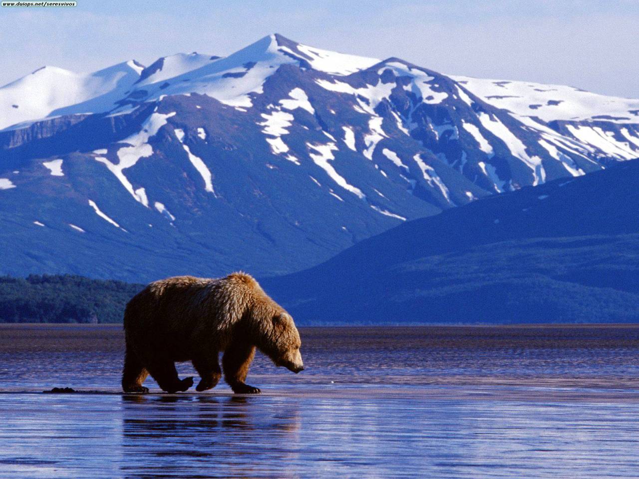 ROCOSAS CANADIENSES